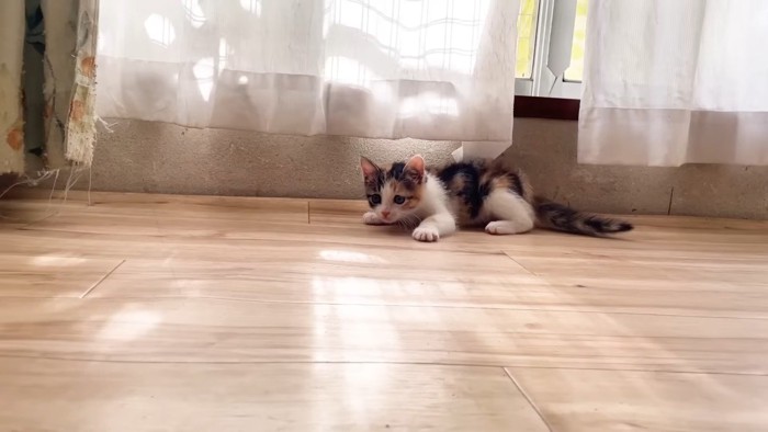 身を低くする三毛ちゃん