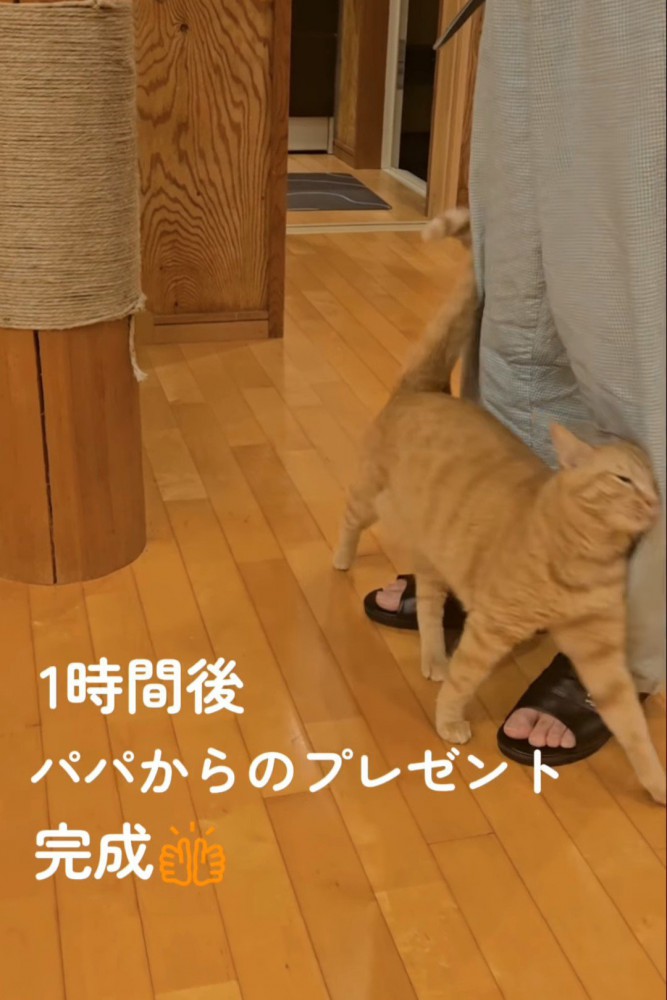 人の足にスリスリする猫