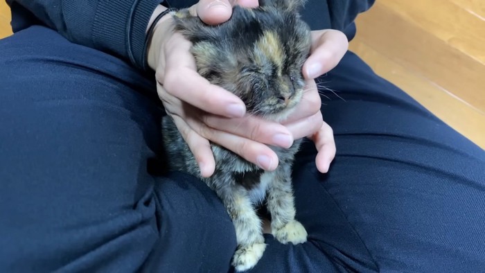 目薬をさされた子猫
