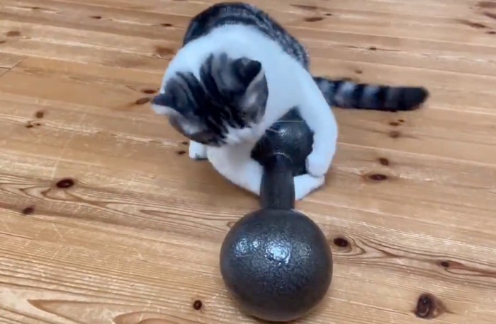 ダンベルを持ち上げようとする子猫