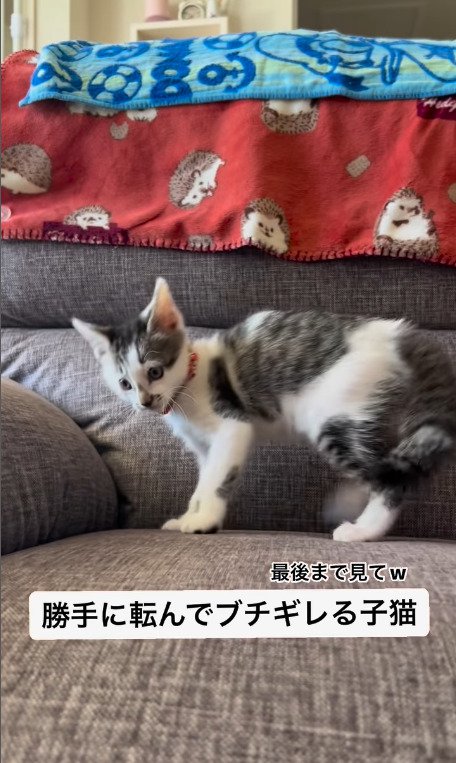 やんのかステップを踏む猫