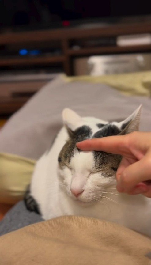 頭を撫でてもらう猫