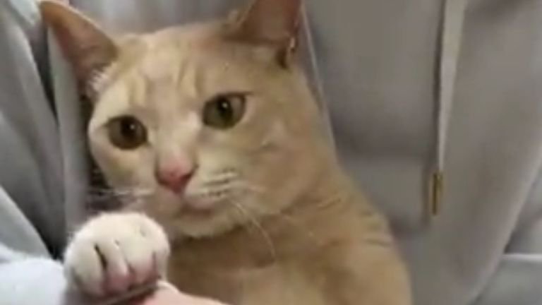 爪切りされている猫