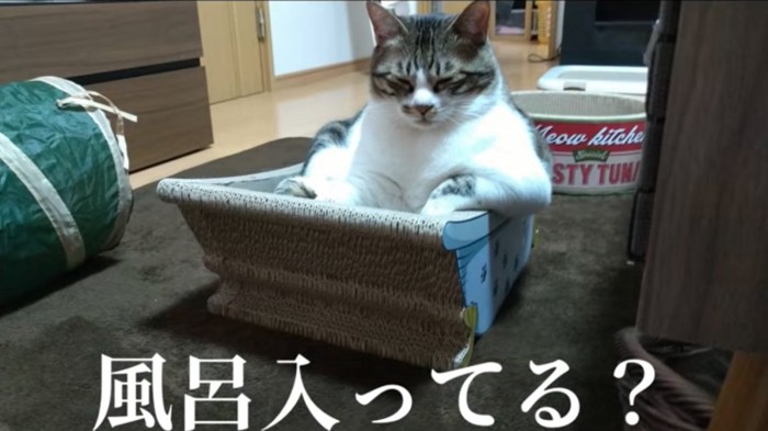 前足をかけながら眠る猫