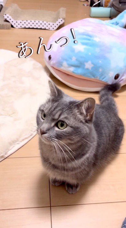 猫に犬の鳴きマネをする女性