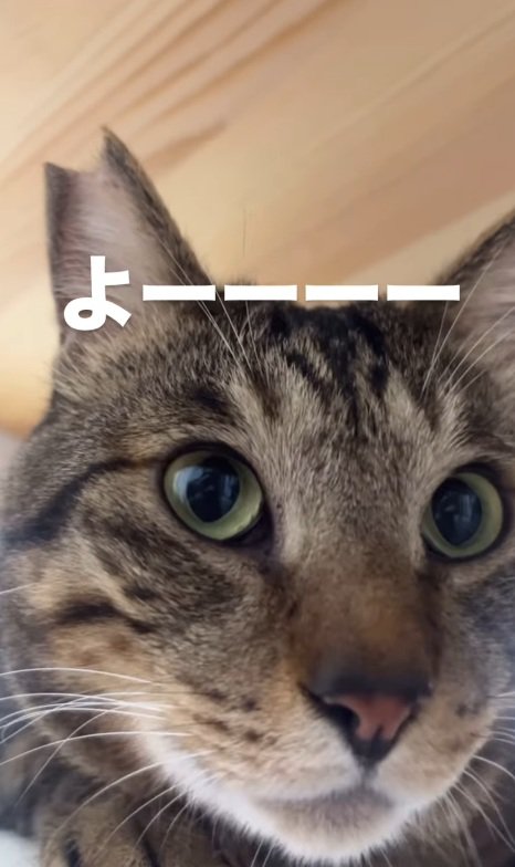 キジトラ猫の顔のドアップ