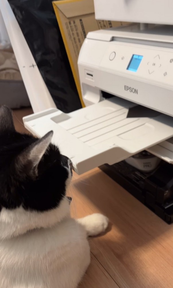 プリンター前に座る猫3