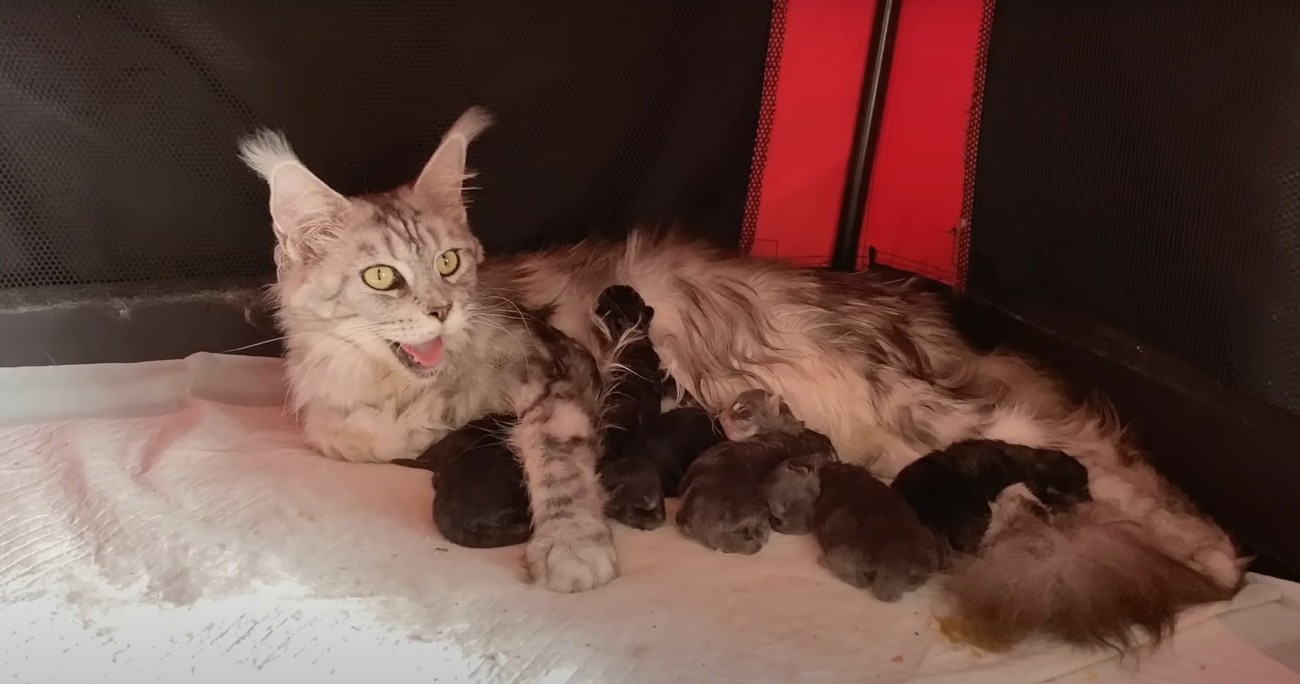口を開ける母猫と子猫たち