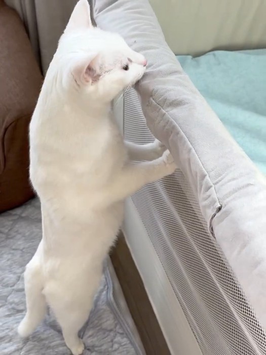 ベビーベッドをのぞく猫の横顔