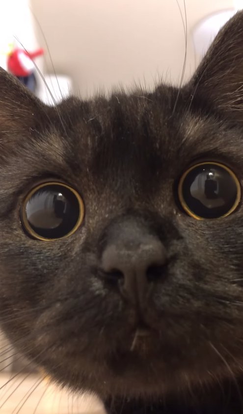 カメラを見つめる黒猫の顔アップ（虹彩余白ほぼなし）