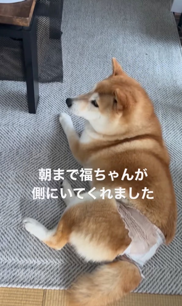 見守っていた柴犬
