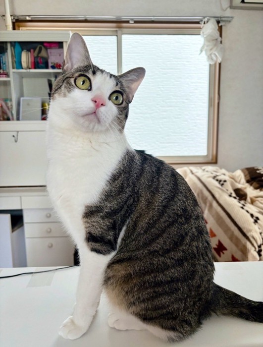 優雅に座るキジ白