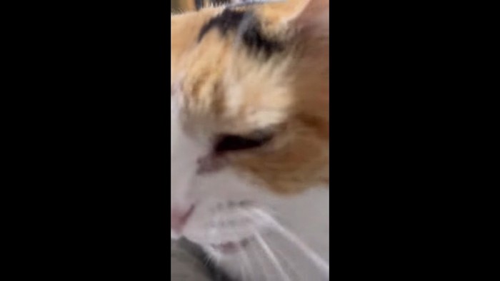 鳴いている時のアップ