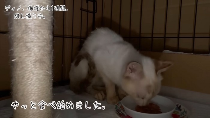 テロップ「やっと食べ始めました」