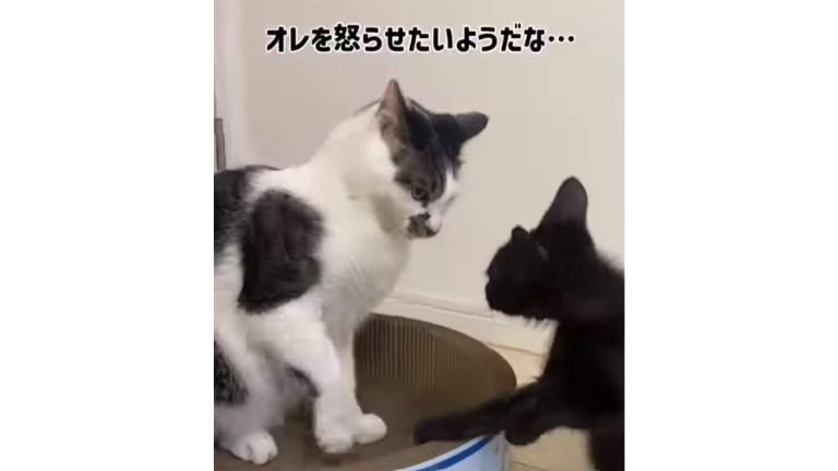 猫と子猫のケンカ