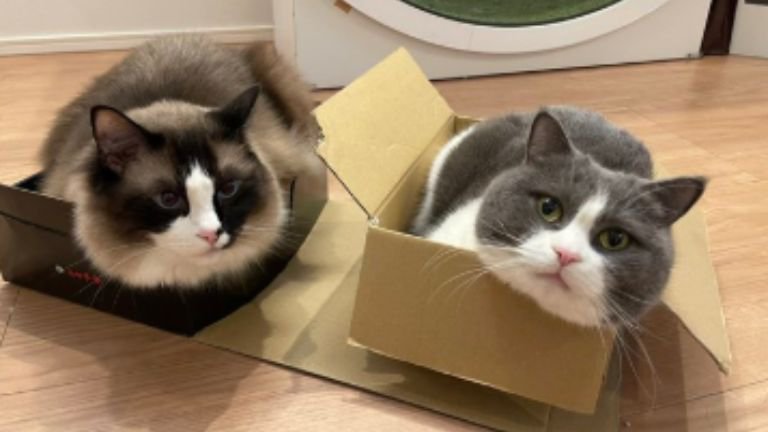 箱に入っている猫たち