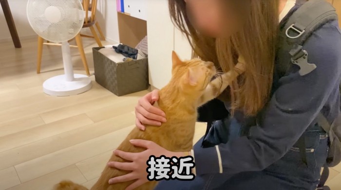 女性の膝の上に乗る茶トラ猫