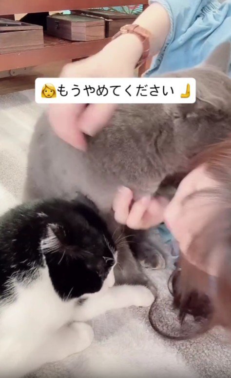 2匹の猫に甘えられる飼い主