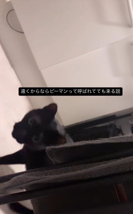 呼ばれてやってくる黒猫