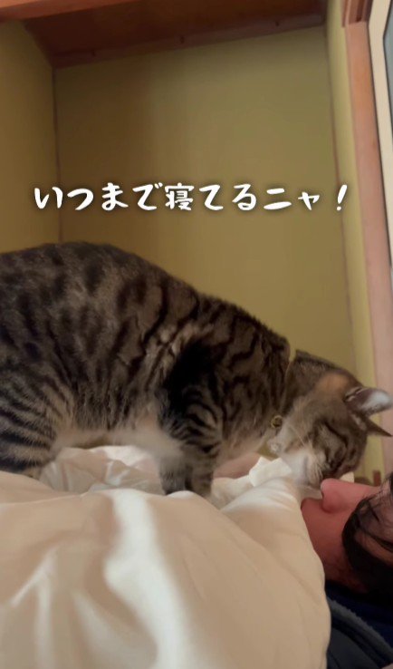 飼い主を起こす猫