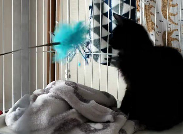 おもちゃで遊ぶアルバくん