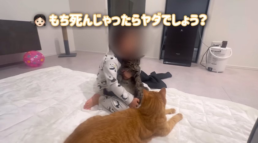 子供に抱っこされる猫とくつろぐ猫