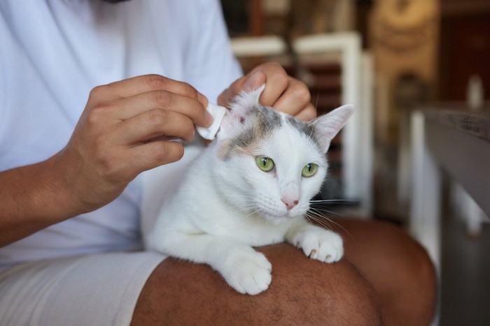 耳を拭かれる猫