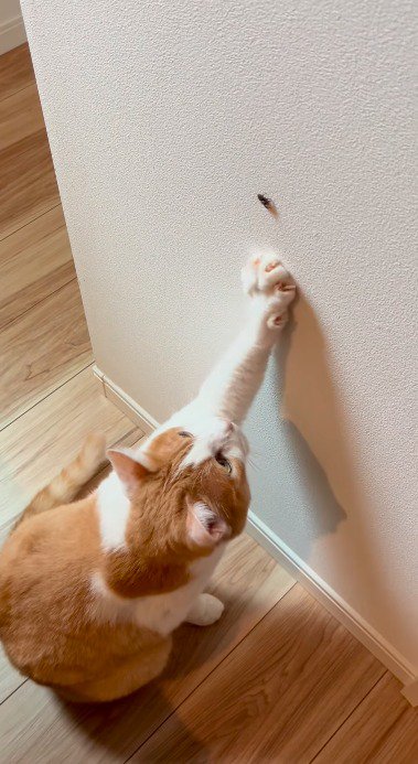 虫の近くに前足を置く猫
