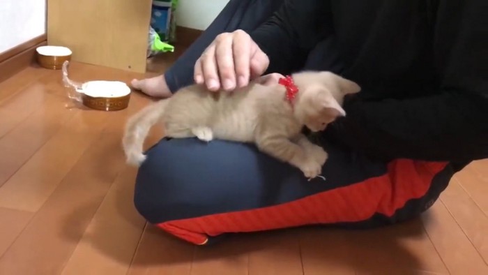 飼い主の膝の上に乗っている子猫