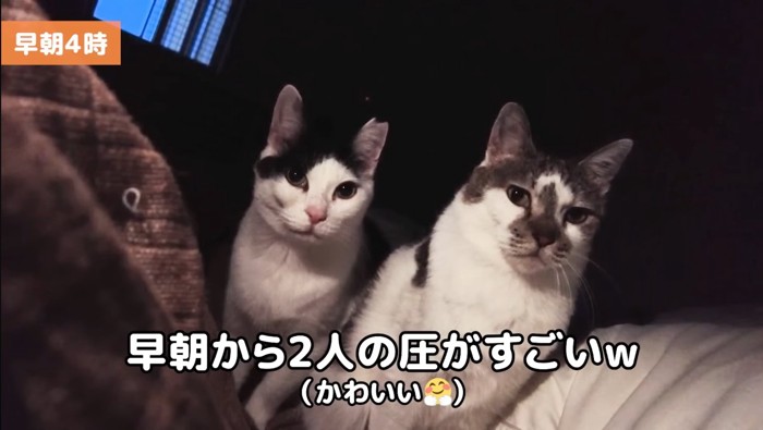 朝から2人の圧が