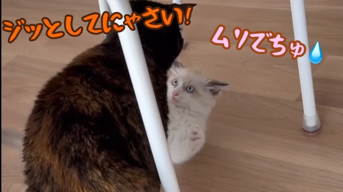 ジッとしてにゃさい!