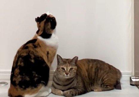 見上げる三毛猫の横にキジ猫(アップ)
