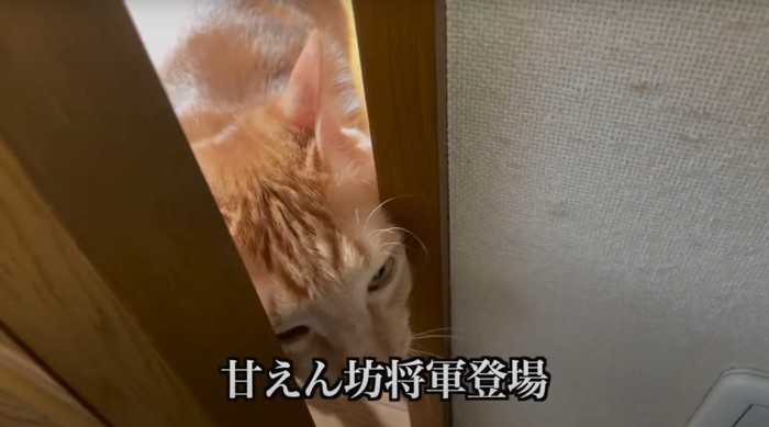 ドアから入る猫