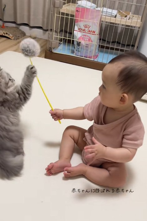 猫用おもちゃを動かす赤ちゃんと子猫