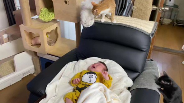 泣いている赤ちゃんと猫たち