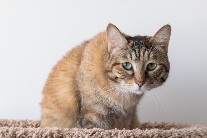 申し訳ない顔をする猫