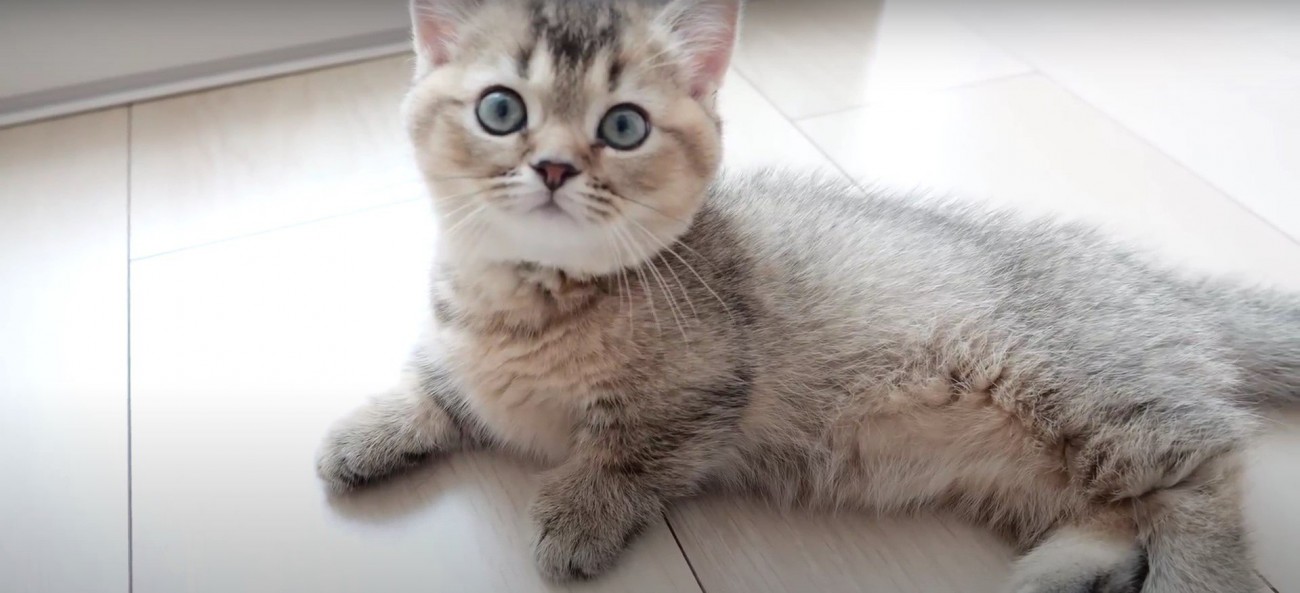 横になっている猫