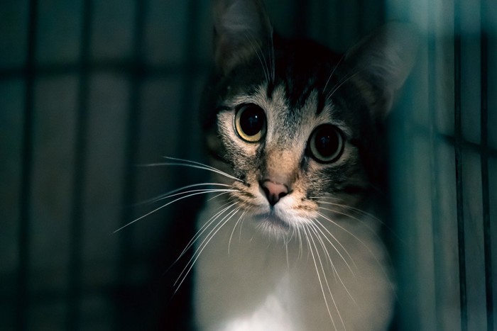 ケージの猫