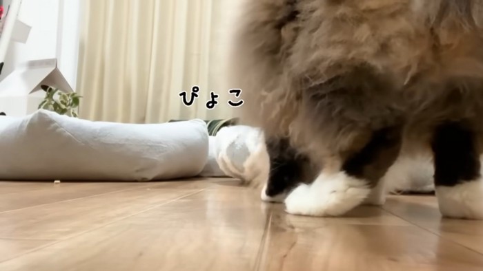右側にぴょこっとする猫(両足)