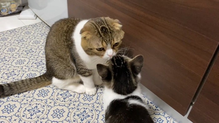 子猫に顔を近づける成猫