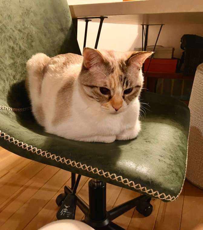 椅子の上で香箱座りをする猫