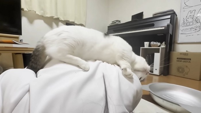 娘さんの肩のあたりに頭を預ける猫ちゃん(スリスリ中)