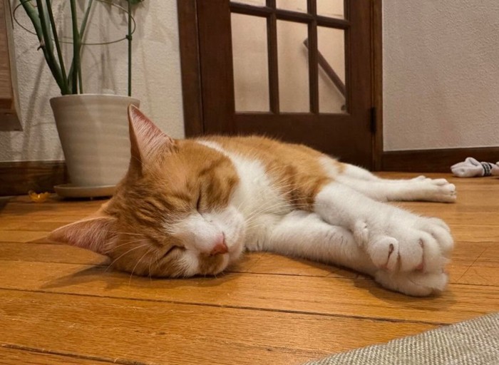 くつろぐセッタくん