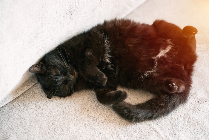 仰向けで寝る黒猫