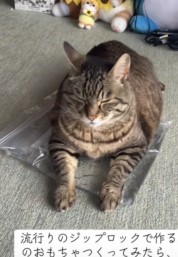 おもちゃの上でくつろぐ猫の写真3