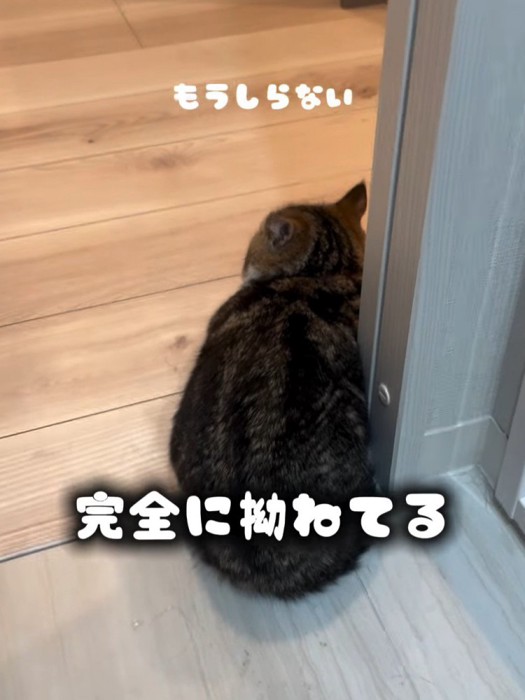 猫の背中