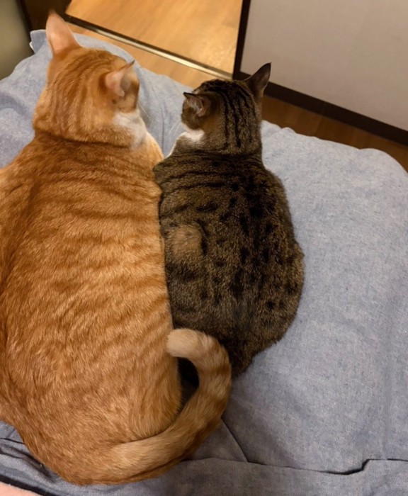 同居猫よりも大きくなった猫