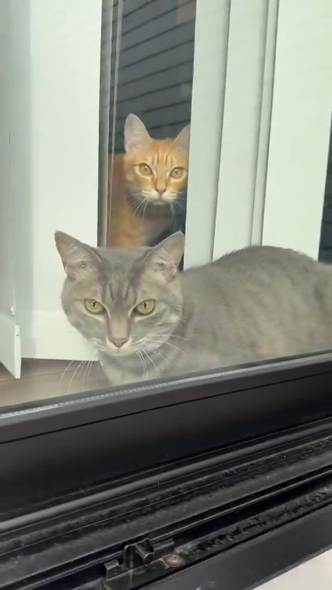 外を見る2匹の猫