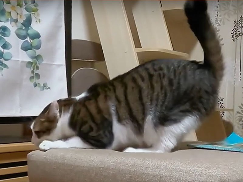 スツールの上で爪を研ぐ猫