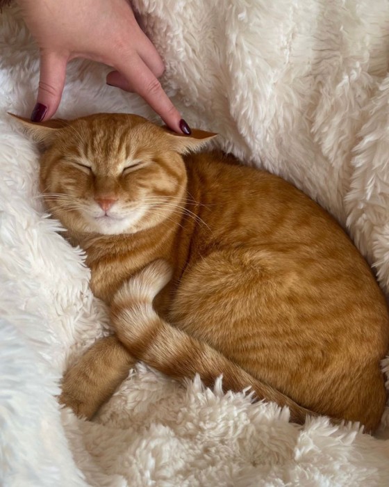 耳を触られながら眠る茶トラ猫